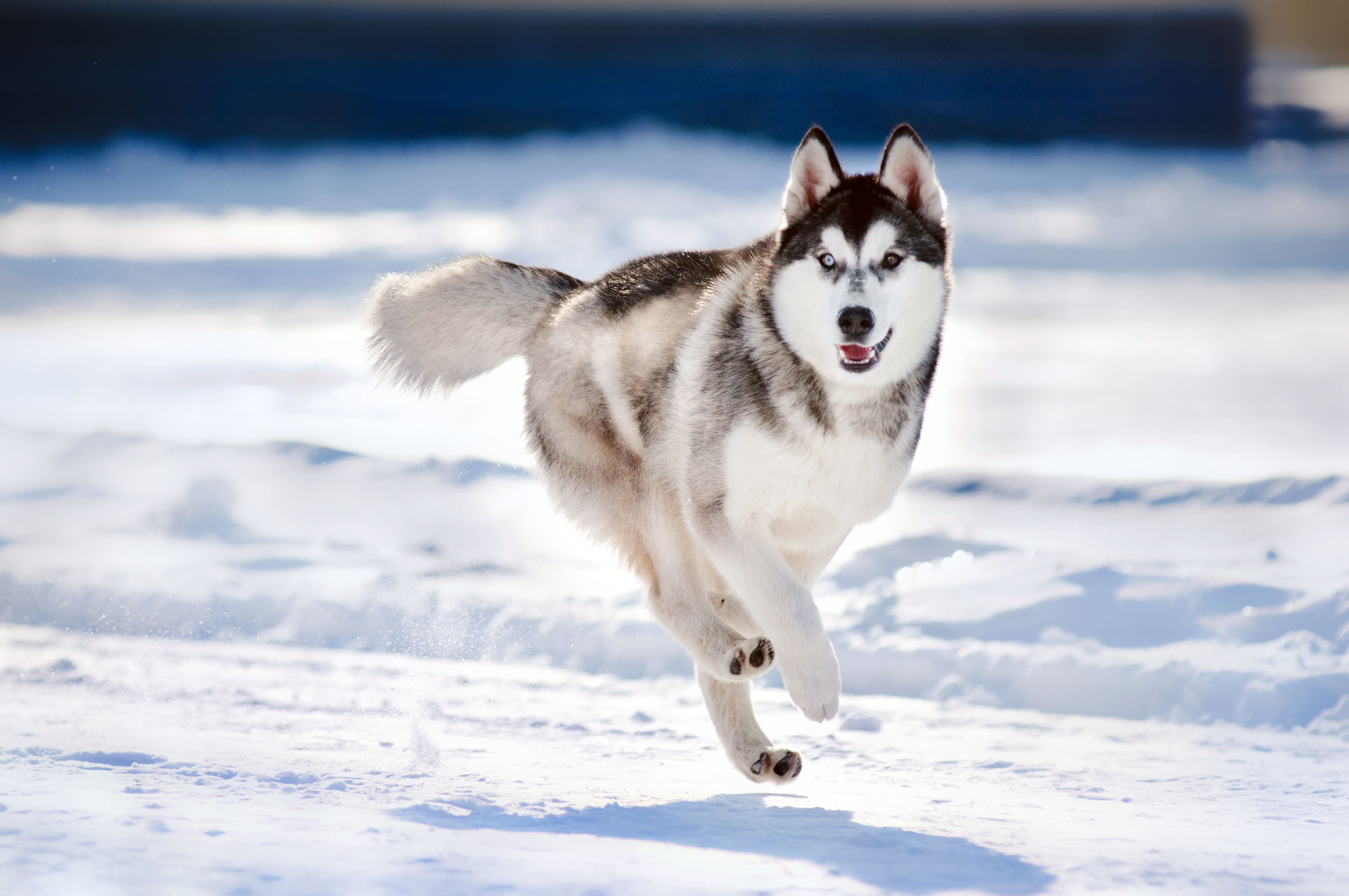 Siberian husky. Сибирский хаски. Сибирский хаски породы собак. Сибирский хаски щенки. Сибирский хаски кобель.