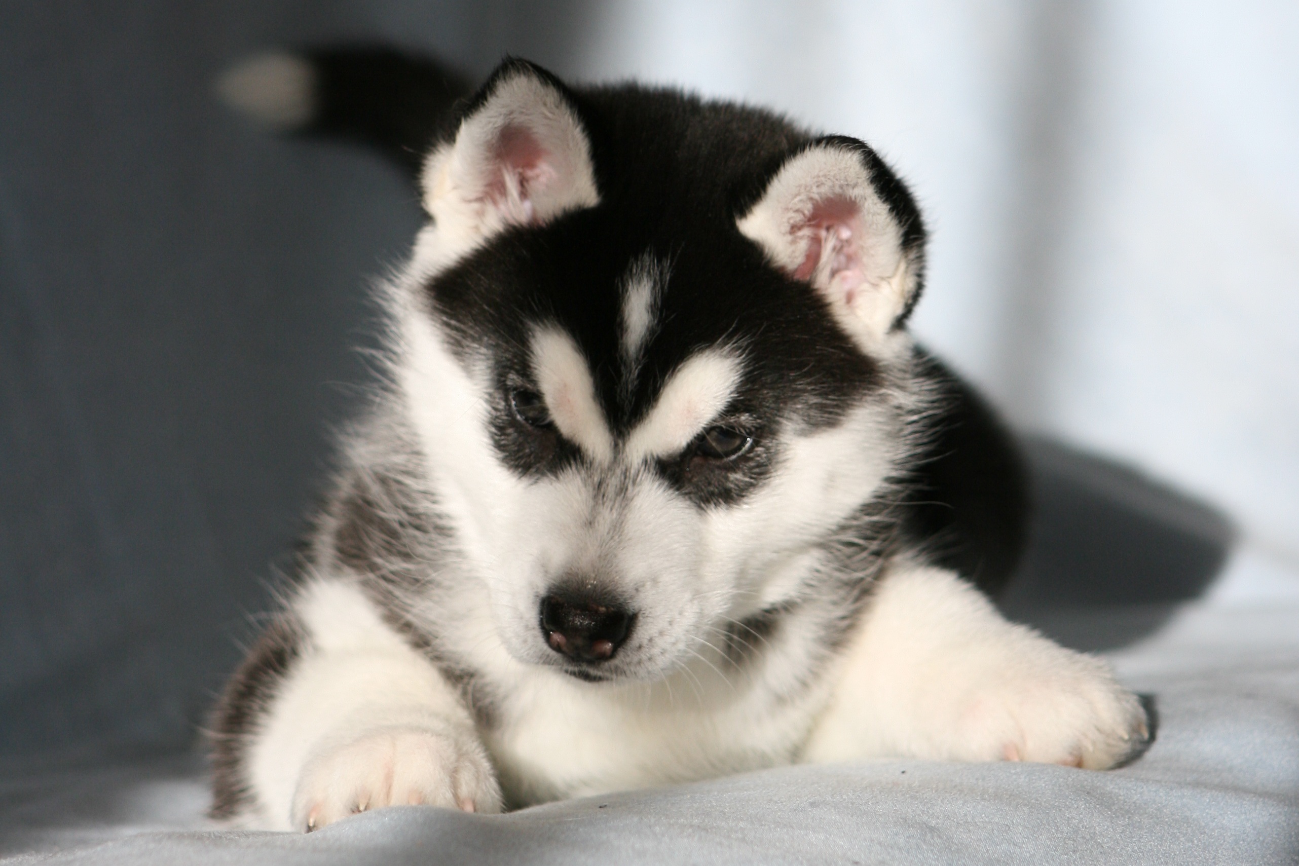 Siberian husky. Сибирский хаски. Сибирский хаски щенки. Сибирский хаски маленький. Щеночки хаски.