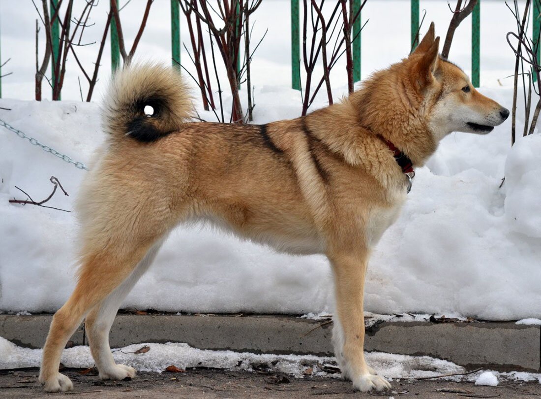 лайка собака фото разновидности породы