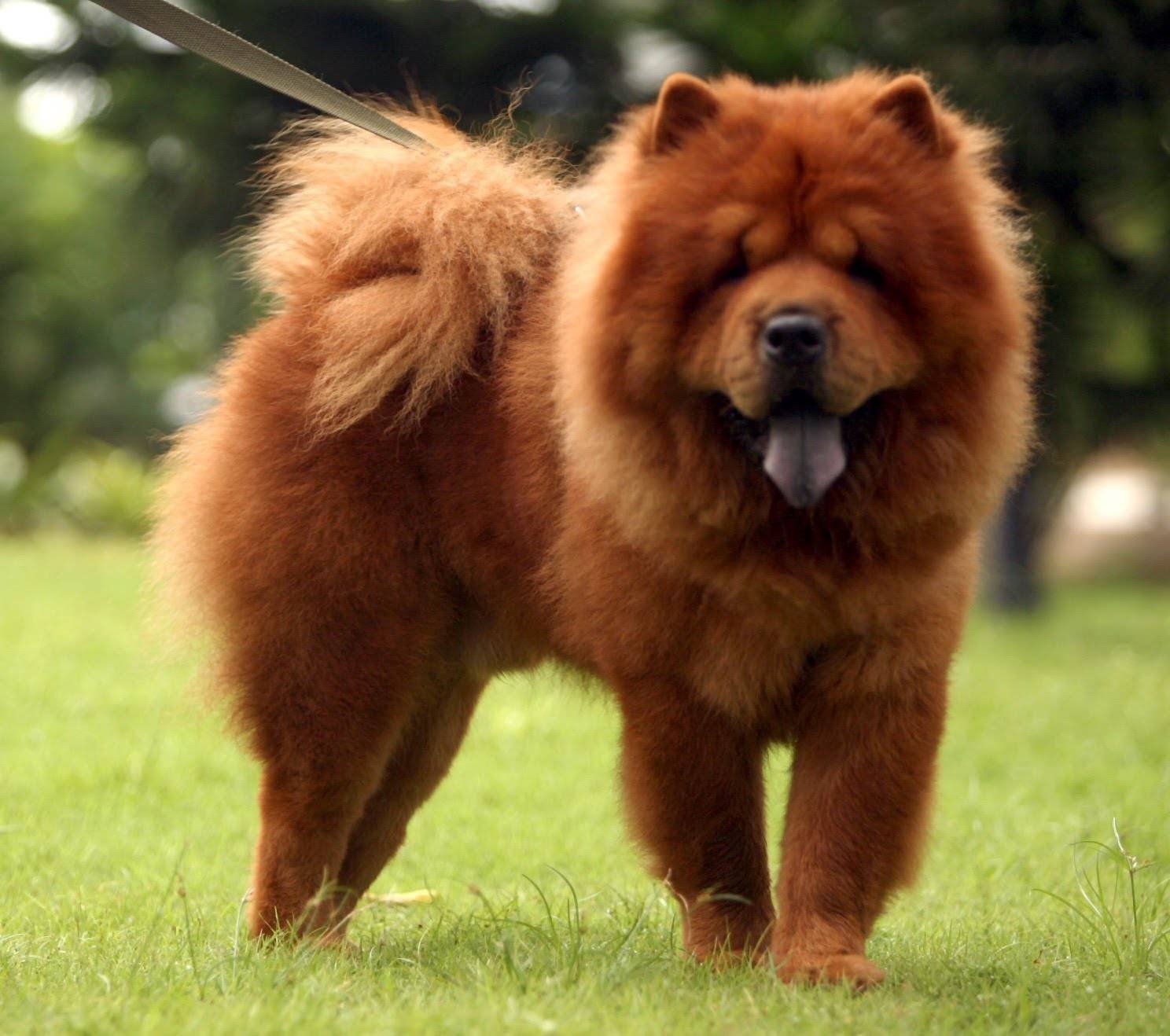 Китайская Собака Медвежонок