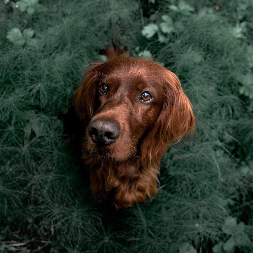 Порода собак ирландский сеттер фото