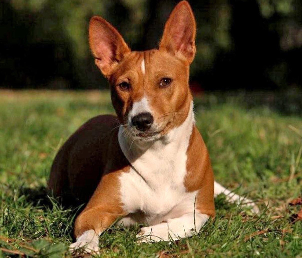 Породы собак с фотографиями и названиями средних размеров короткошерстные рыжие