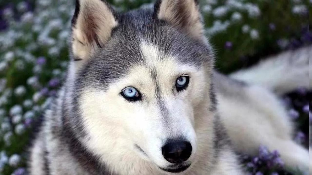Хаски в доме: к чему нужно быть готовым, покупая щенка - фото