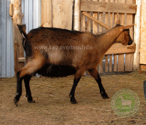 Лолита 1 liliadolin.jpg