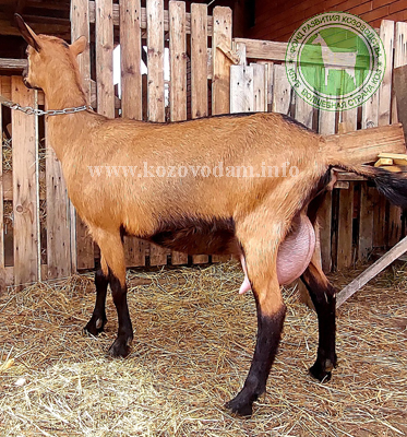 Амазонка 2 ЛПХ Смирновских.jpg
