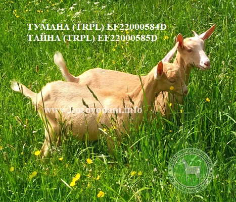 Тайна Тумана Раиса.jpg