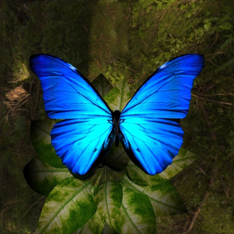Бабочка с яркими крыльями. Бабочка Блю Морфо. Бабочка Морфо Пелеида. Голубая Морфо бабочка. Блю Морфо бабочка Легенда.