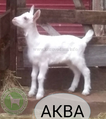 Аква Таня.jpg