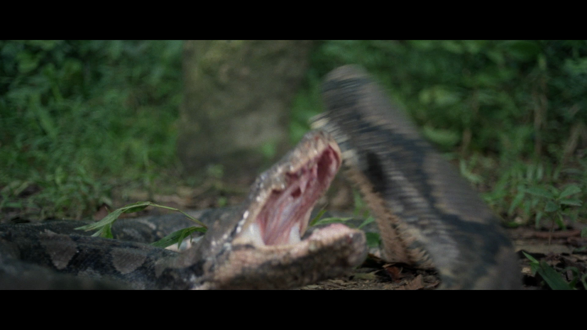 00001.(Slave of the Cannibal God 1978 2in1 1080p USA Blu-ray AVC DTS-HD MA 2.0-CultFilms)_20230615_201310.png