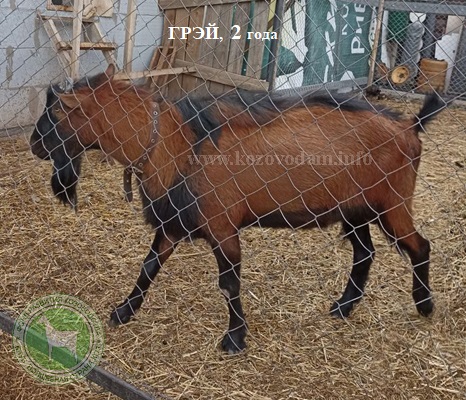 Грэй 4 Марина Третьякова.jpg