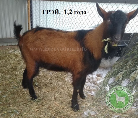 Грэй 1 Марина Третьякова.jpg