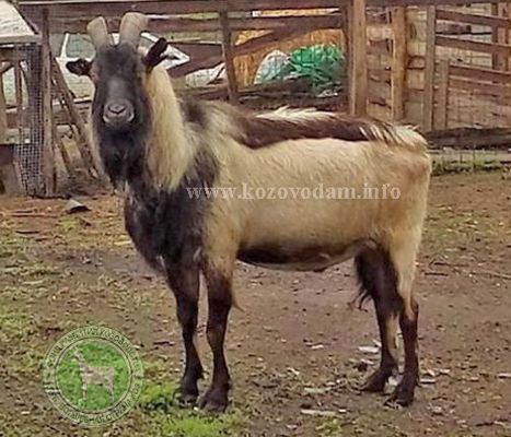 Рыжий Ап  Лаки.jpg