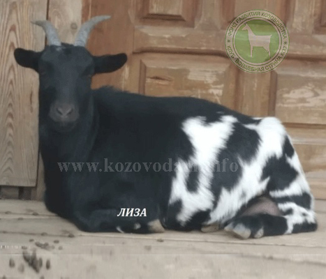 Лиза 2 liliadolin.jpg