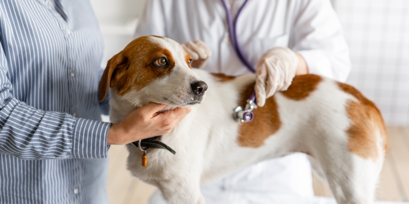 В каких случаях животному может понадобиться скорая ветеринарная помощь?