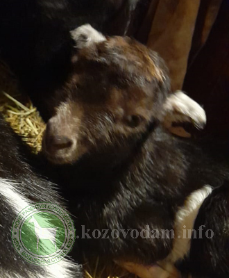 Добрыня  Oksana061.jpg