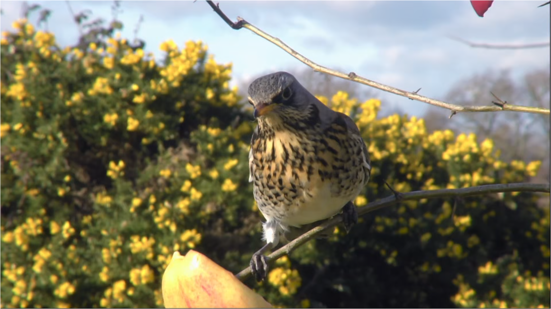 Winterwatch S12E01 [1080p] (x265) 4838a2528d9cd0c4667365608601f20d