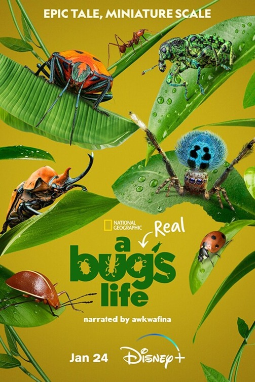 A Real Bugs Life S01 COMPLETE [720p] (x264) Bccfe23350bbf8b14e28dc595c849558