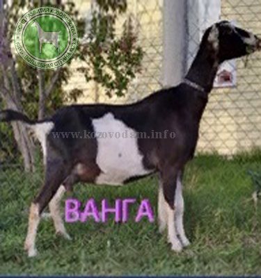 Ванга Бор.jpg