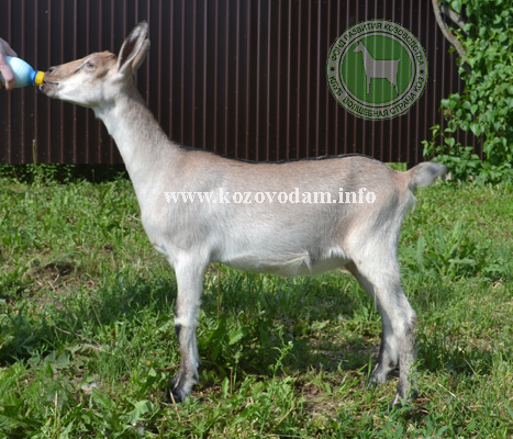 Севиль 1 Троя.jpg