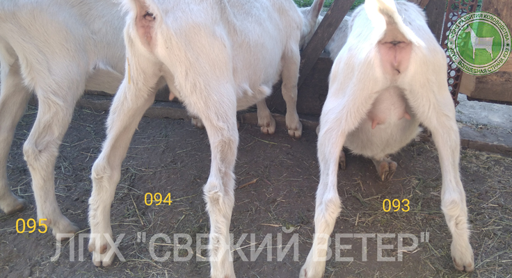 Полли Долли Молли 2 Симанская Ольга.jpg