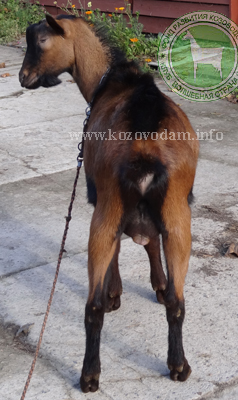 Коршек 4 ЛПХ Смирновских.JPG