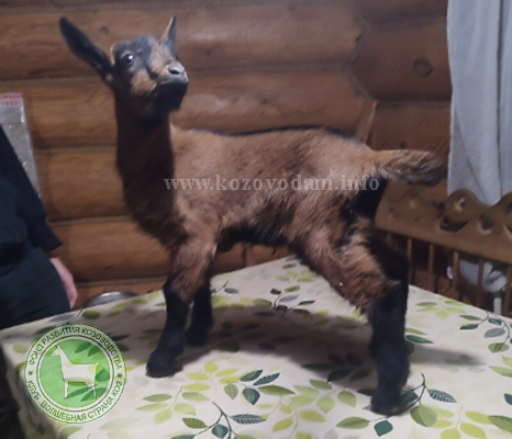 Тазар 1 Марина Родина.jpg