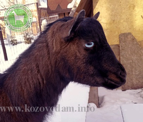 Моника 2 Карпов хутор.jpg