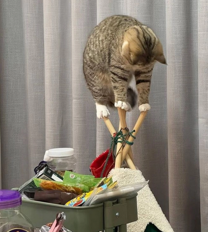 27555caae40ac728ce9f1cb439f0d519.png