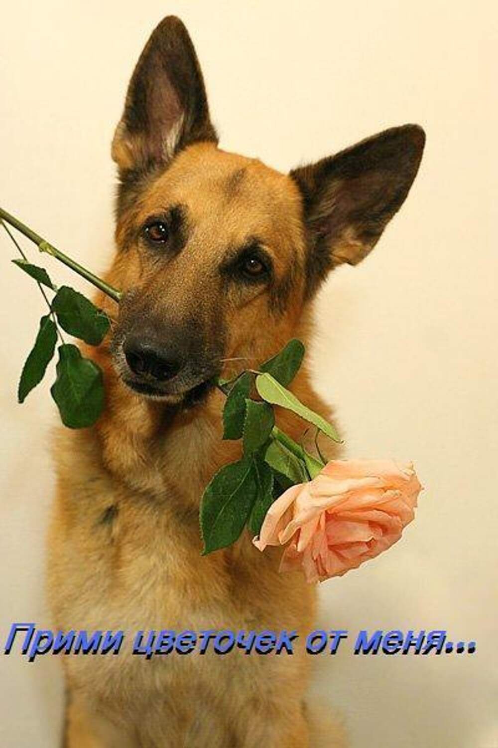 https://i5.imageban.ru/out/2025/07/04/c923cd3cf5405c7ac2e1e1f30b142f3e.jpeg