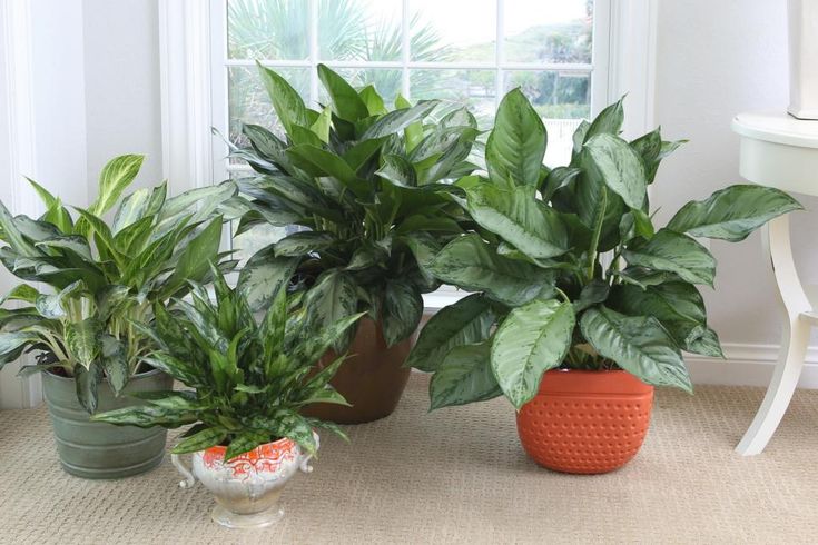 d6d3c6b6af1c9b99c4e3e824d8145f7b.jpg Офисное озеленение: какие растения лучше выбрать