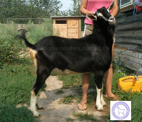 Лачо 2 Anny.jpg