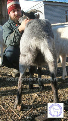 Верба 2 egor dob.jpg