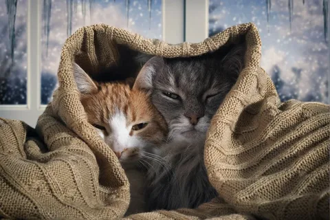 https://i5.imageban.ru/out/2025/10/07/7b0d40f5d70ec8a0f45aaaef8a6bf437.webp