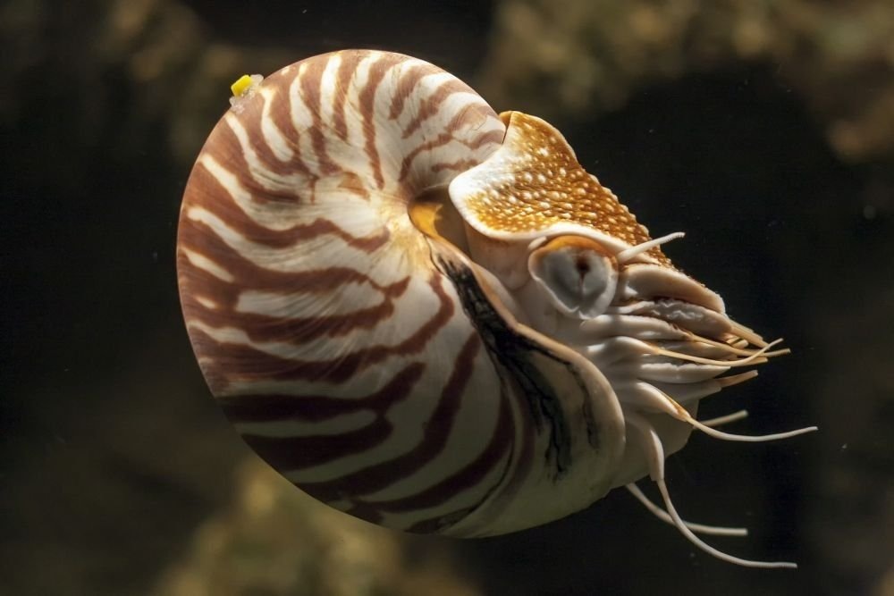 nautilus.jpg