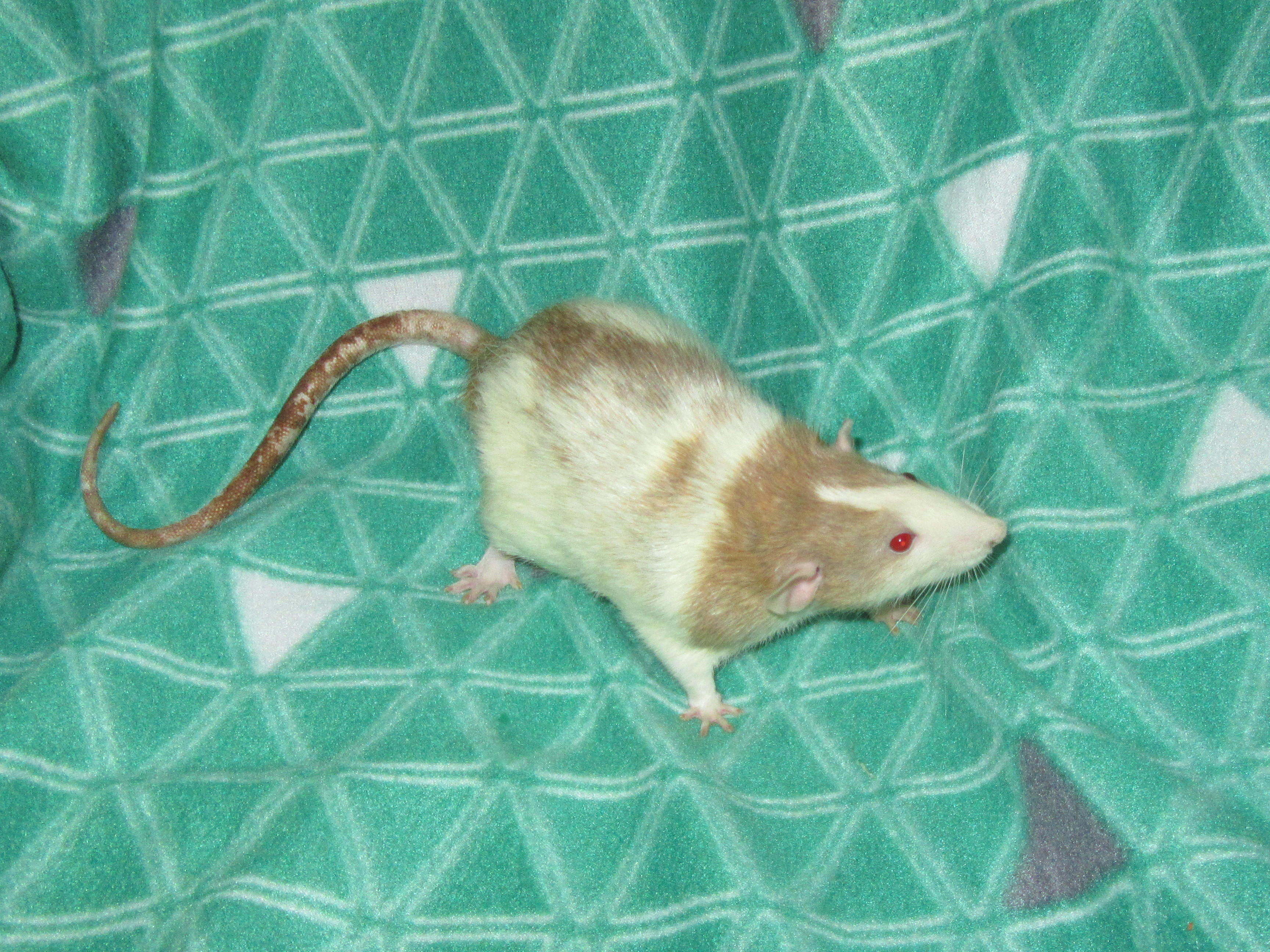 K4 Кензо 04.jpg