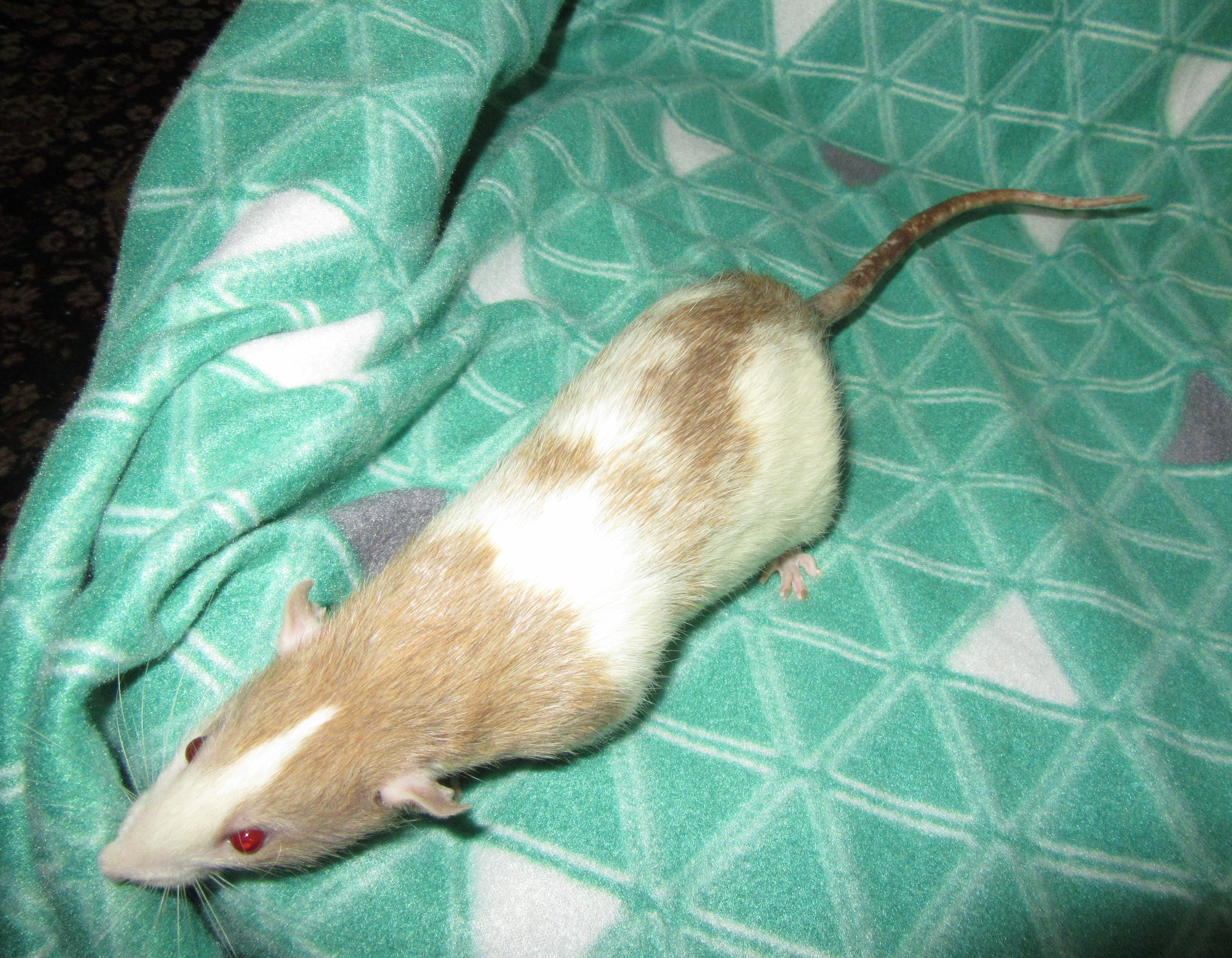 K4 Кензо 07.jpg