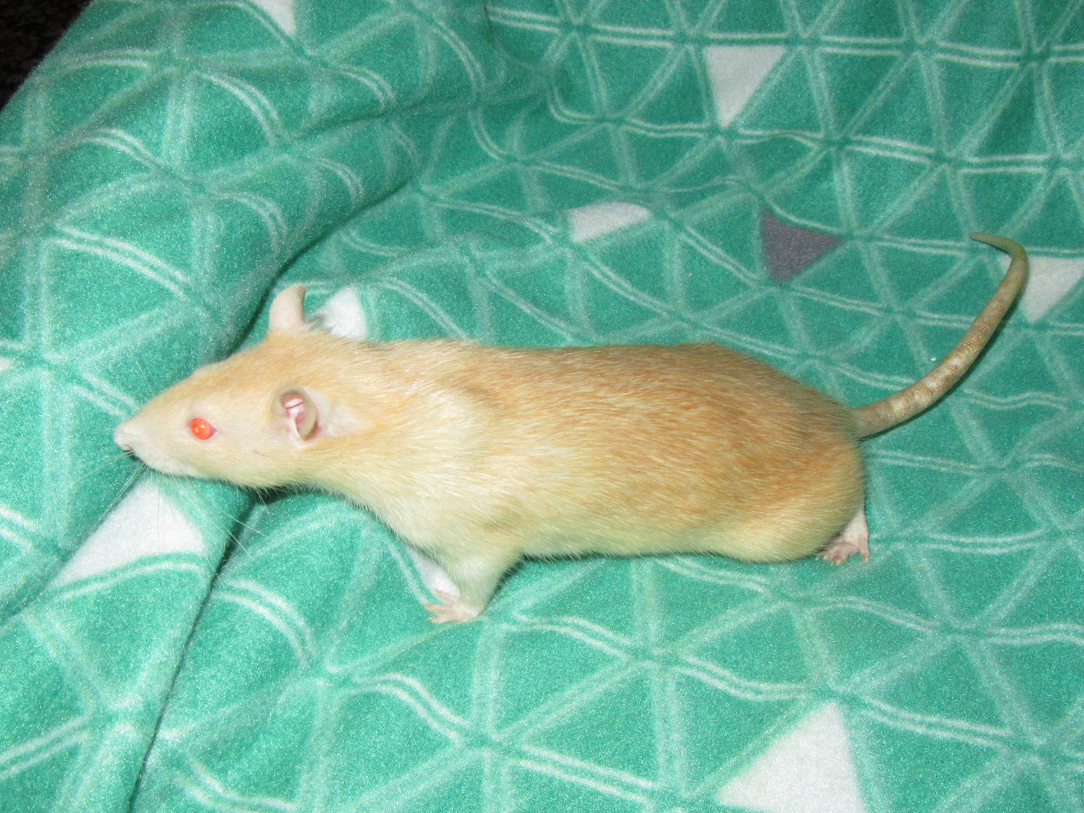 ШеффЛера 01.jpg