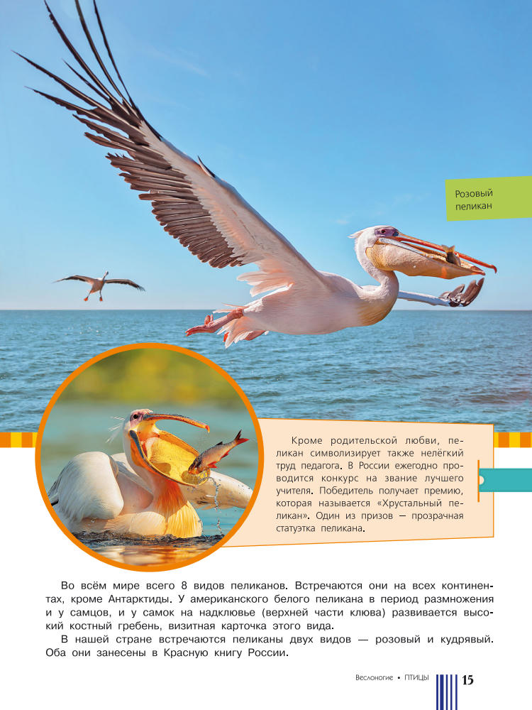 Целлариус Е. Ю. (ред.) - Красная книга России - 2017_pic15.jpg