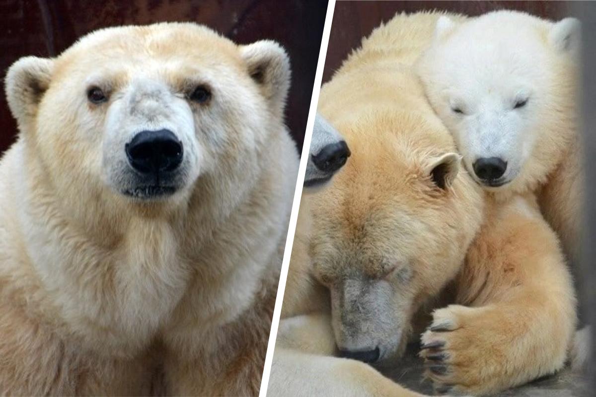 Амдерма: история белой медведицы-долгожительницы из Пермского зоопарка