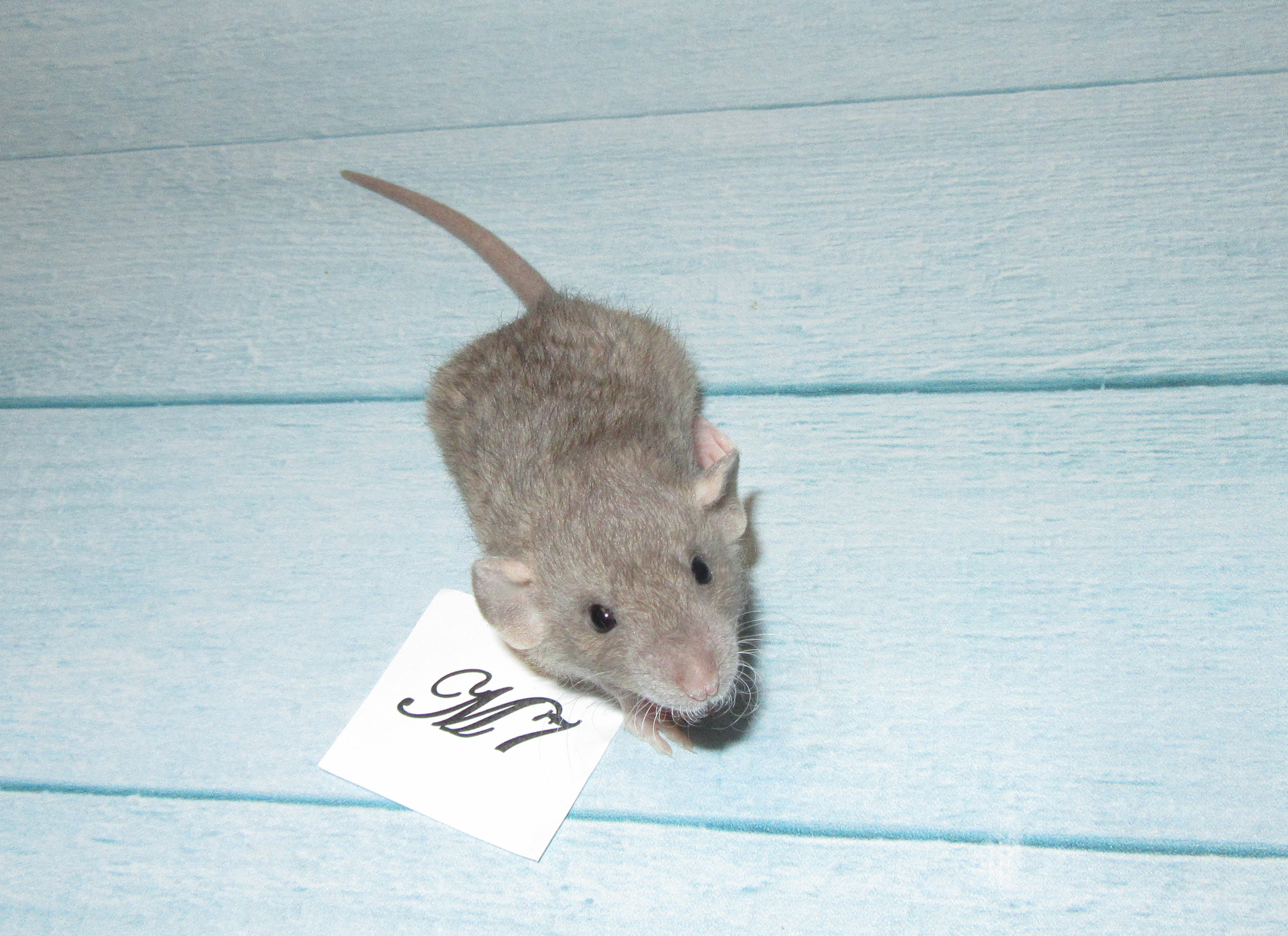 RS N4 M7 21.jpg