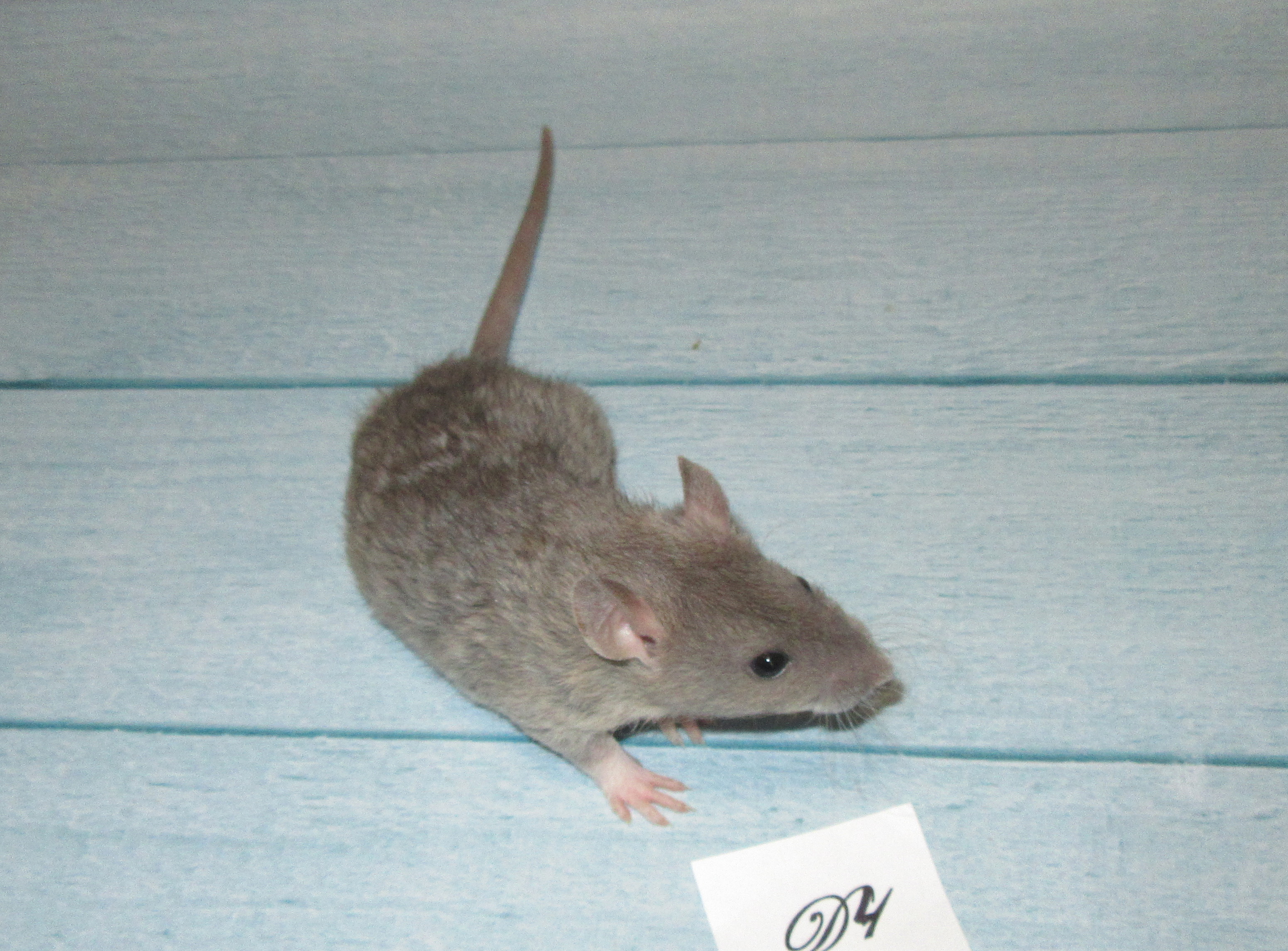 RS N4 D4 23.jpg