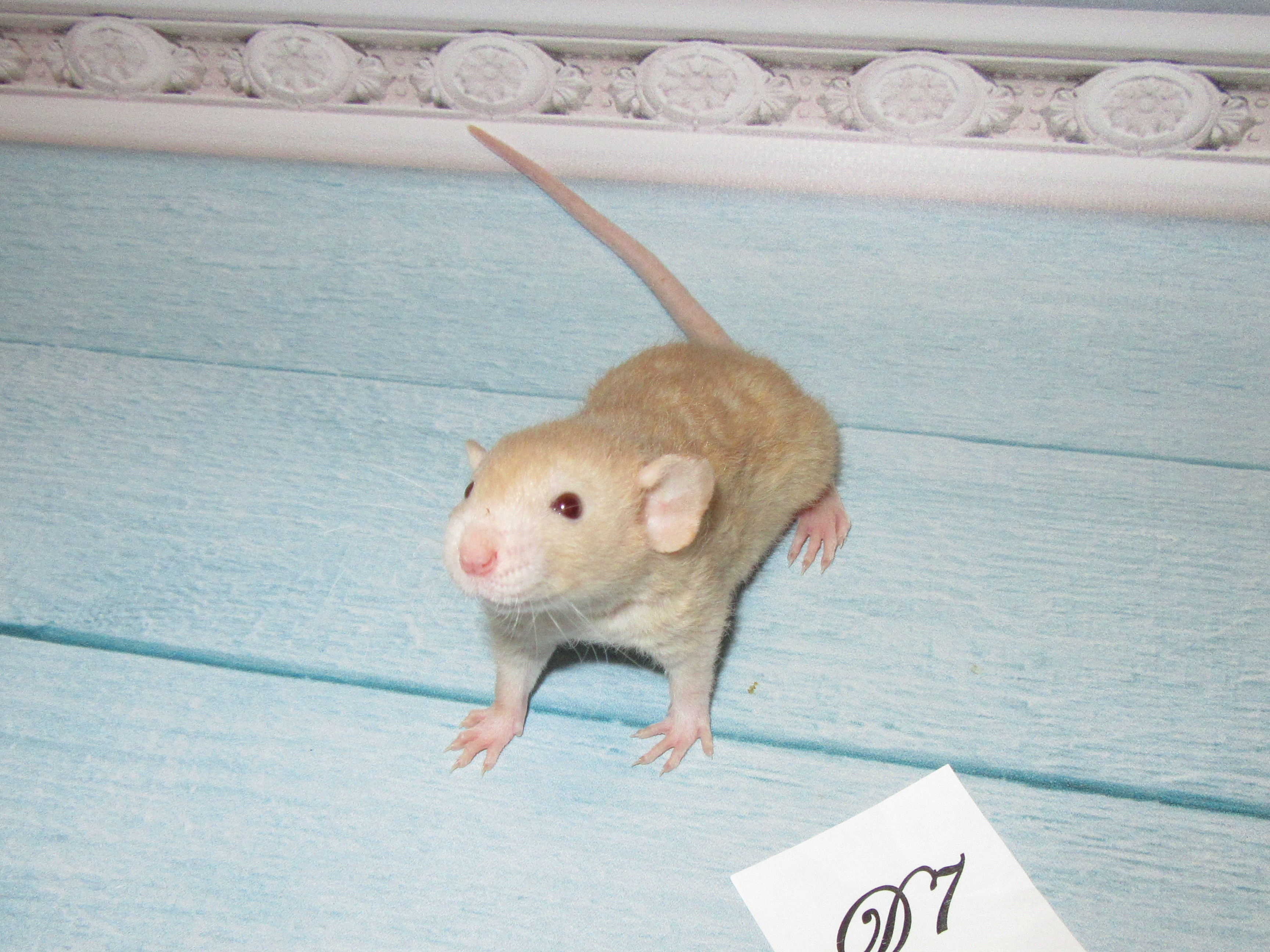 RS N4 D7 21.jpg