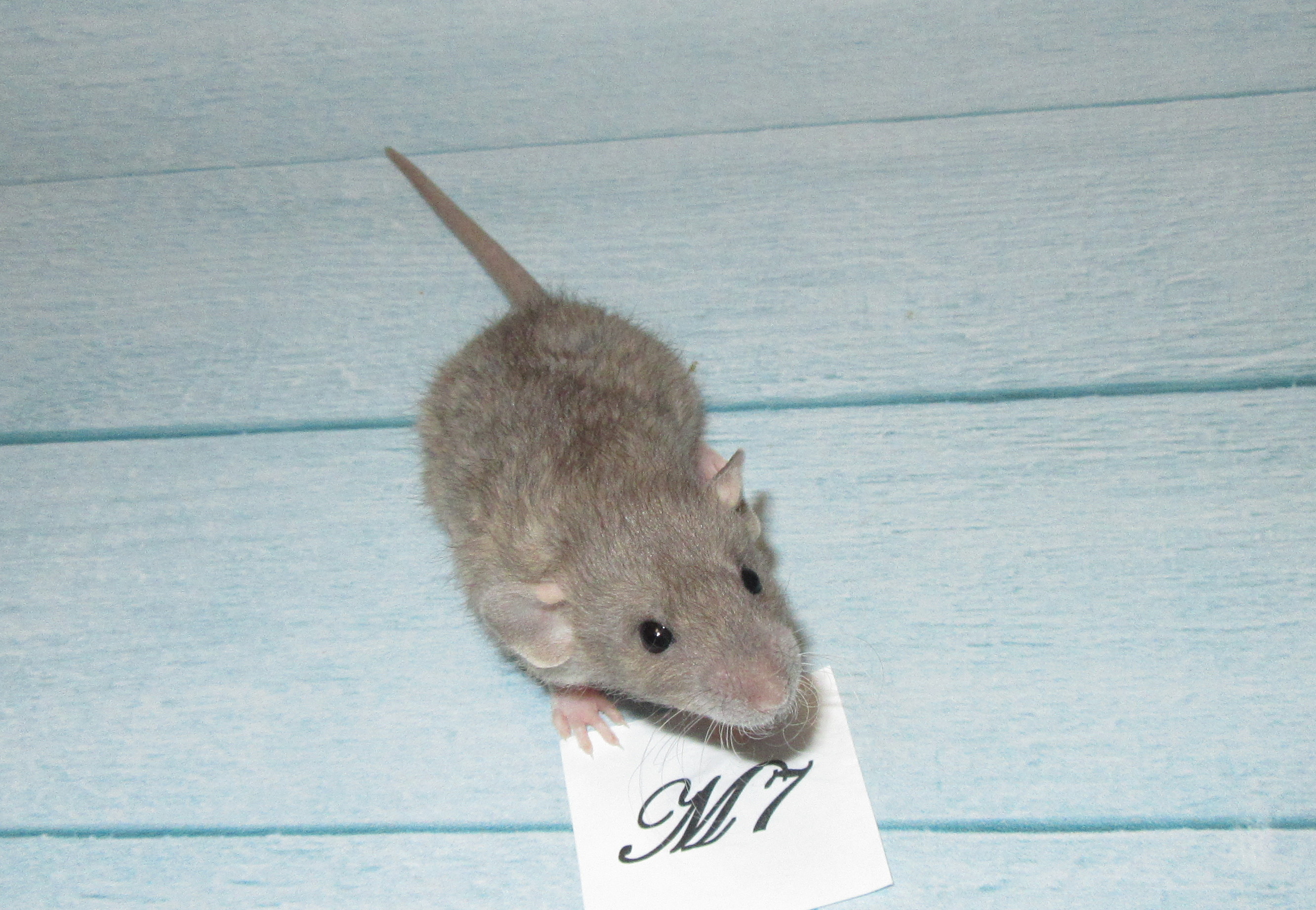 RS N4 M7 23.jpg