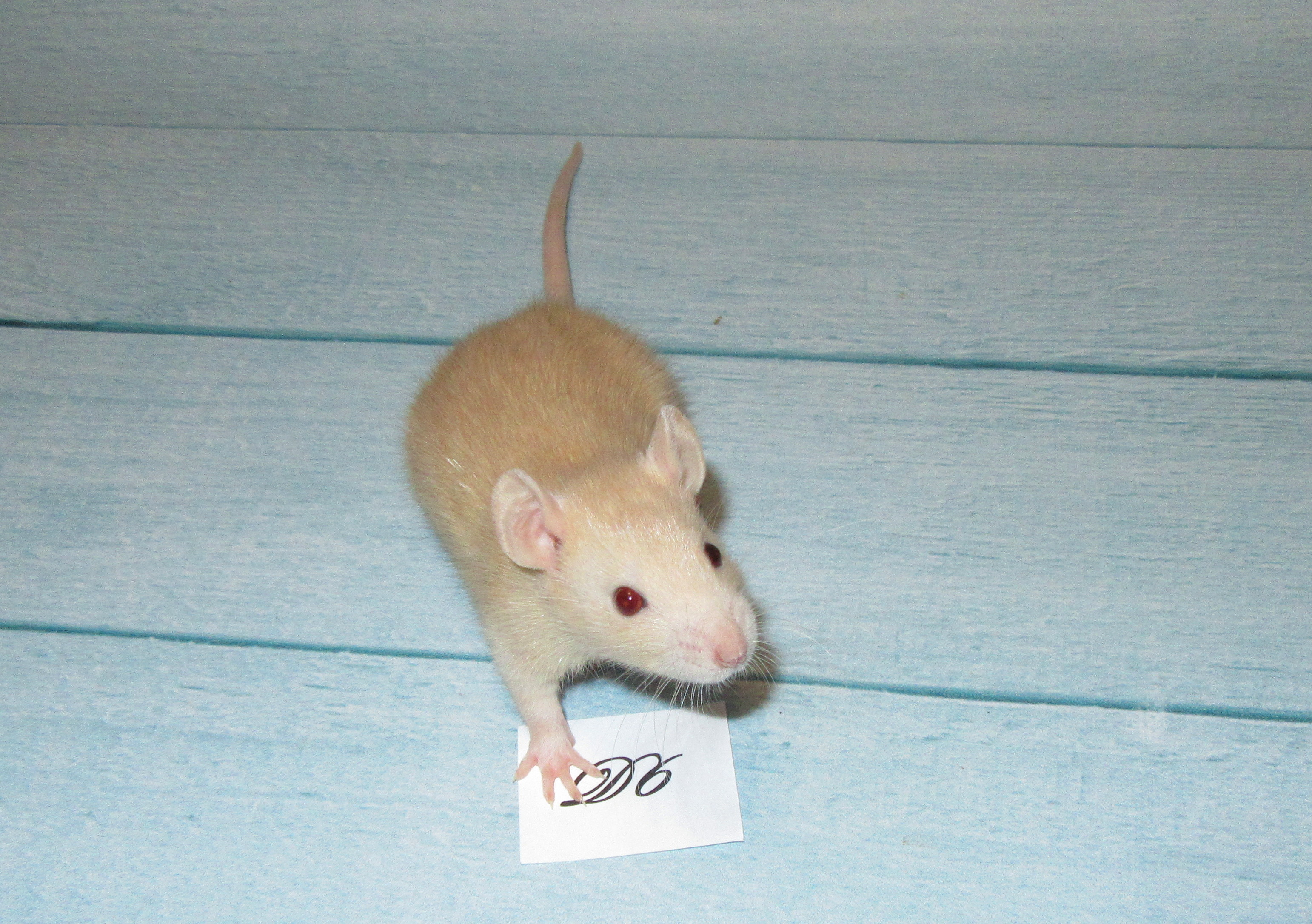 RS N4 D6 23.jpg