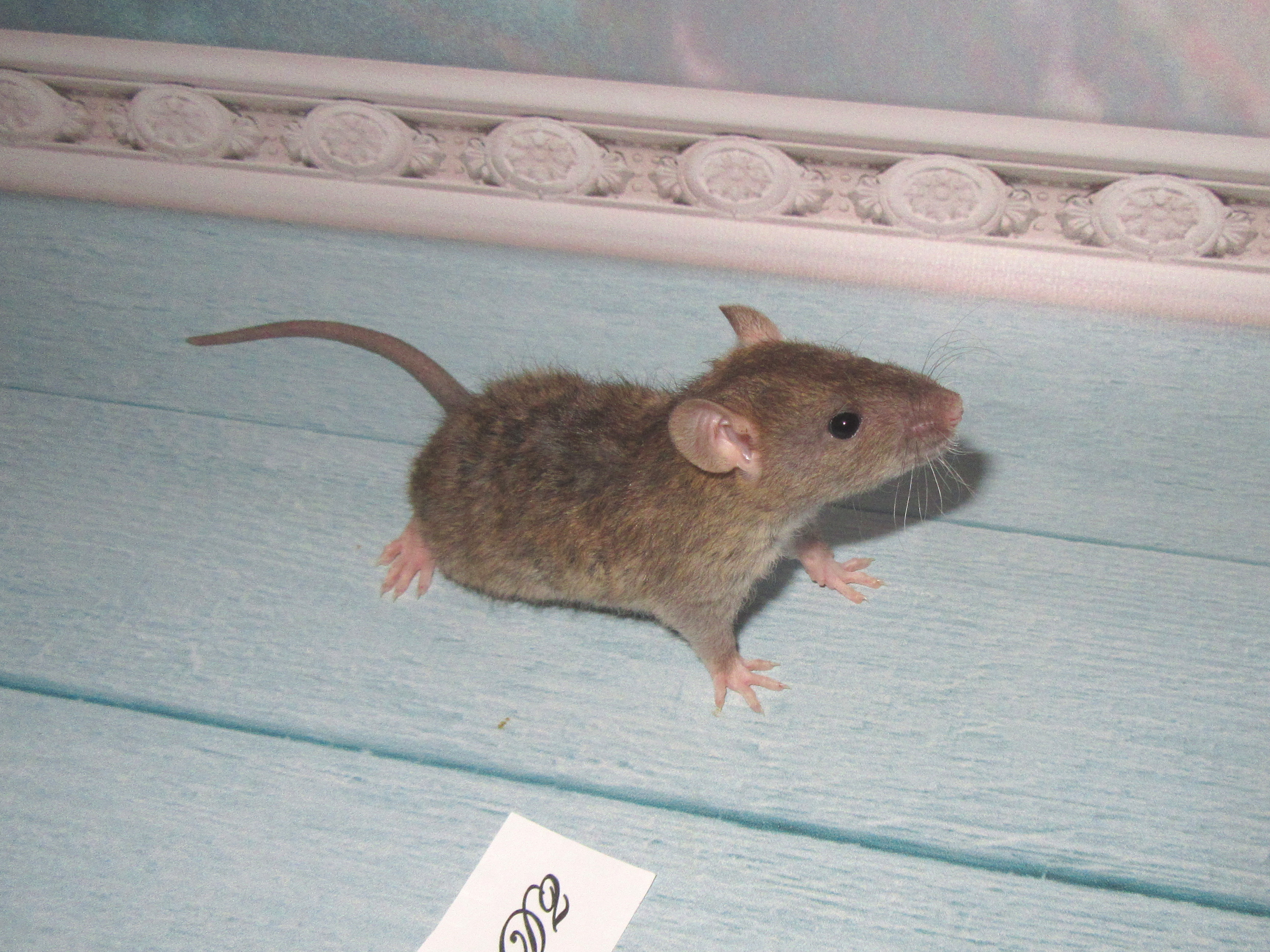 RS N4 D2 23.jpg