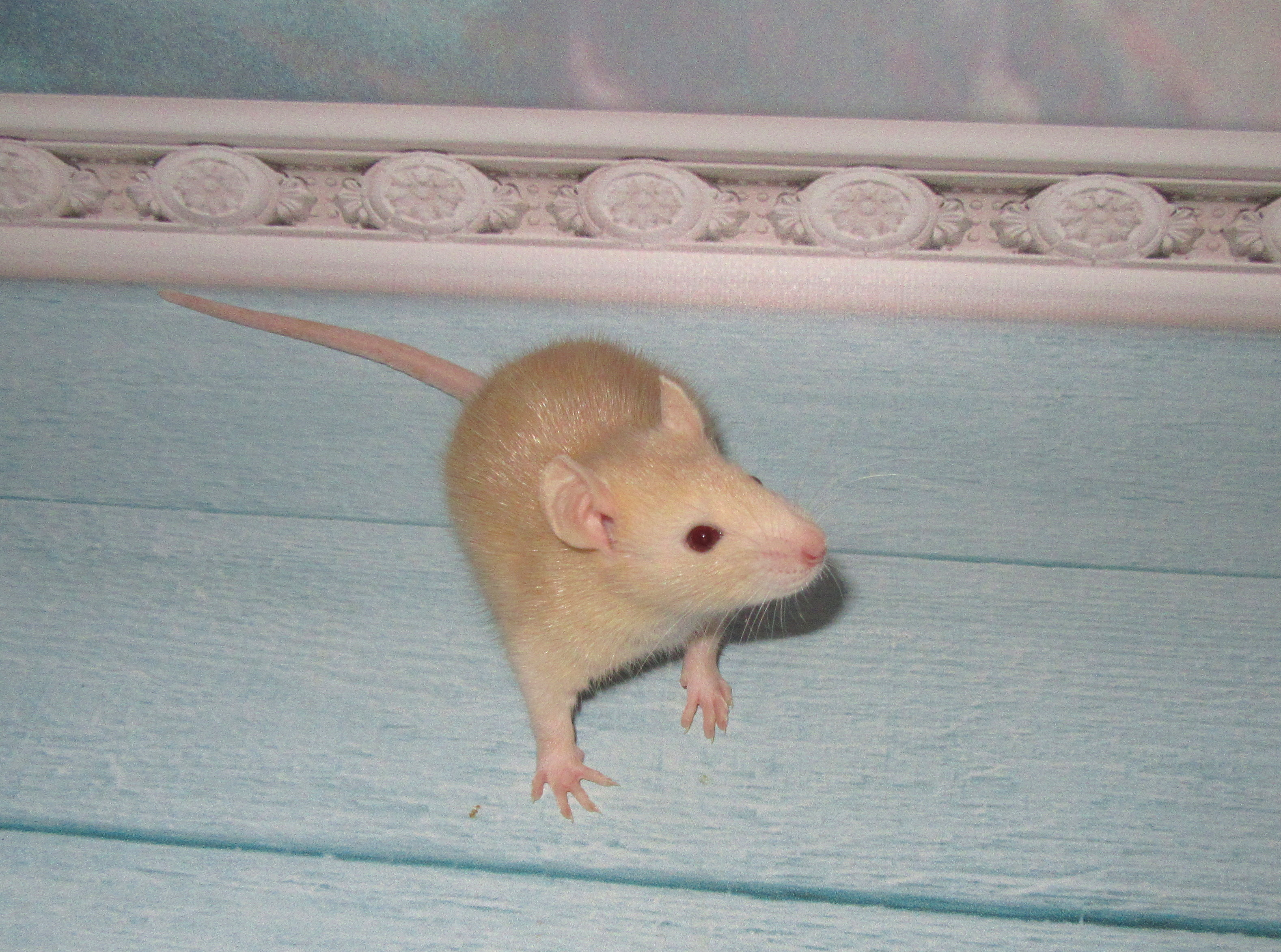 RS N4 D6 26.jpg