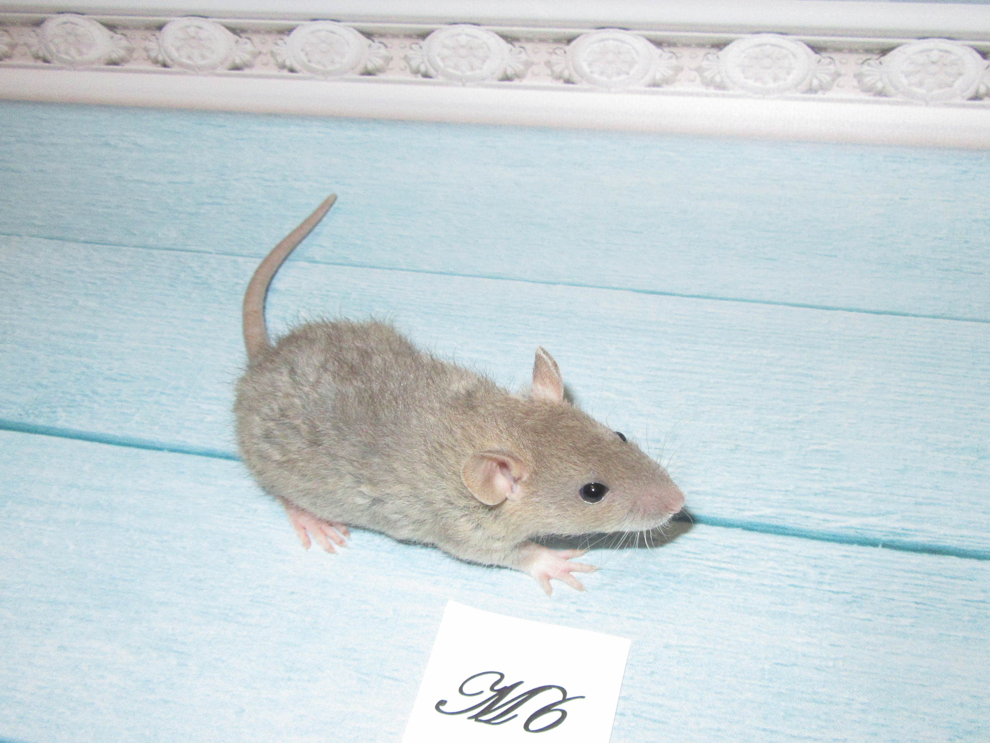 RS N4 M6 22.jpg