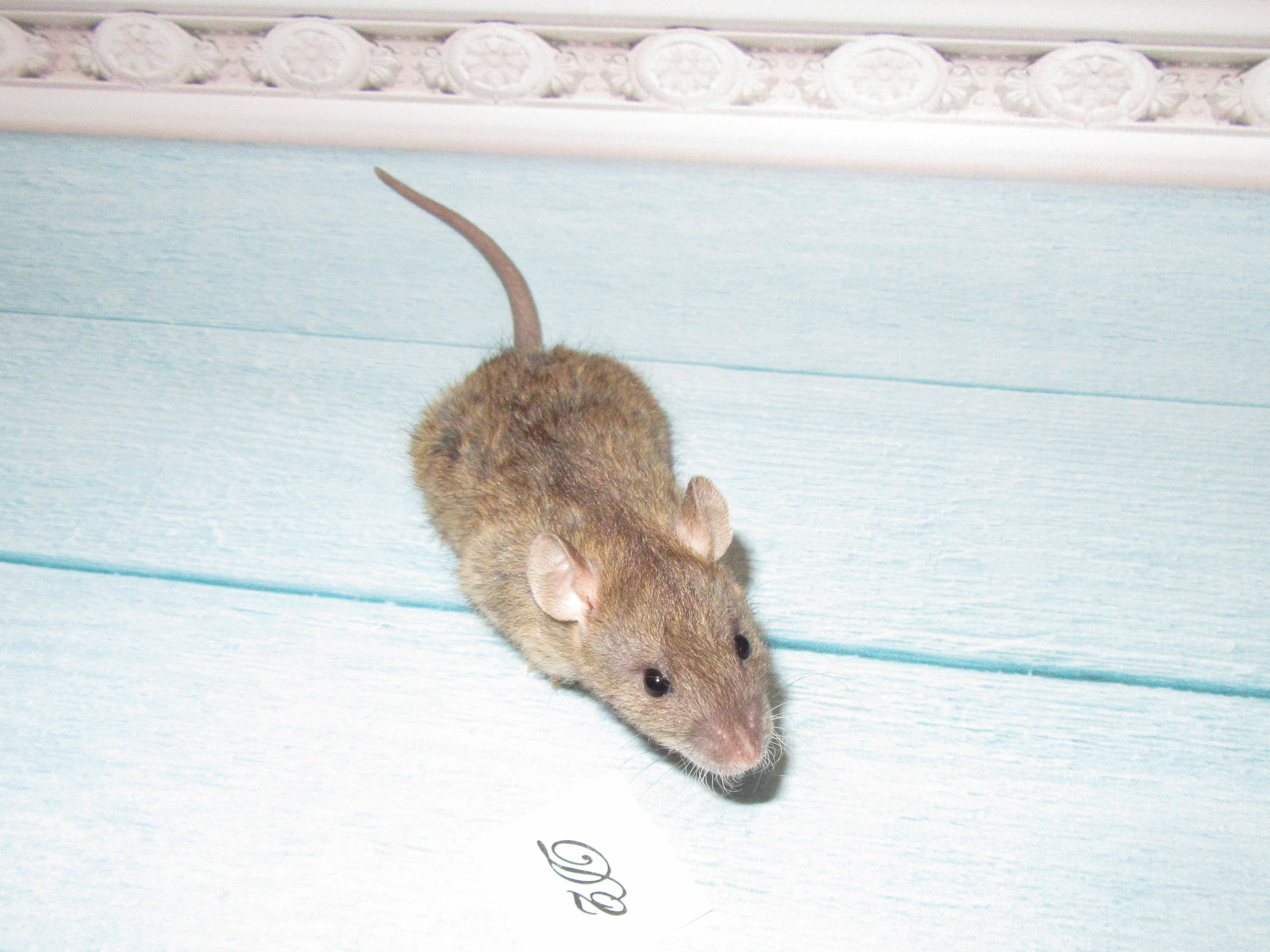 RS N4 D2 21.jpg