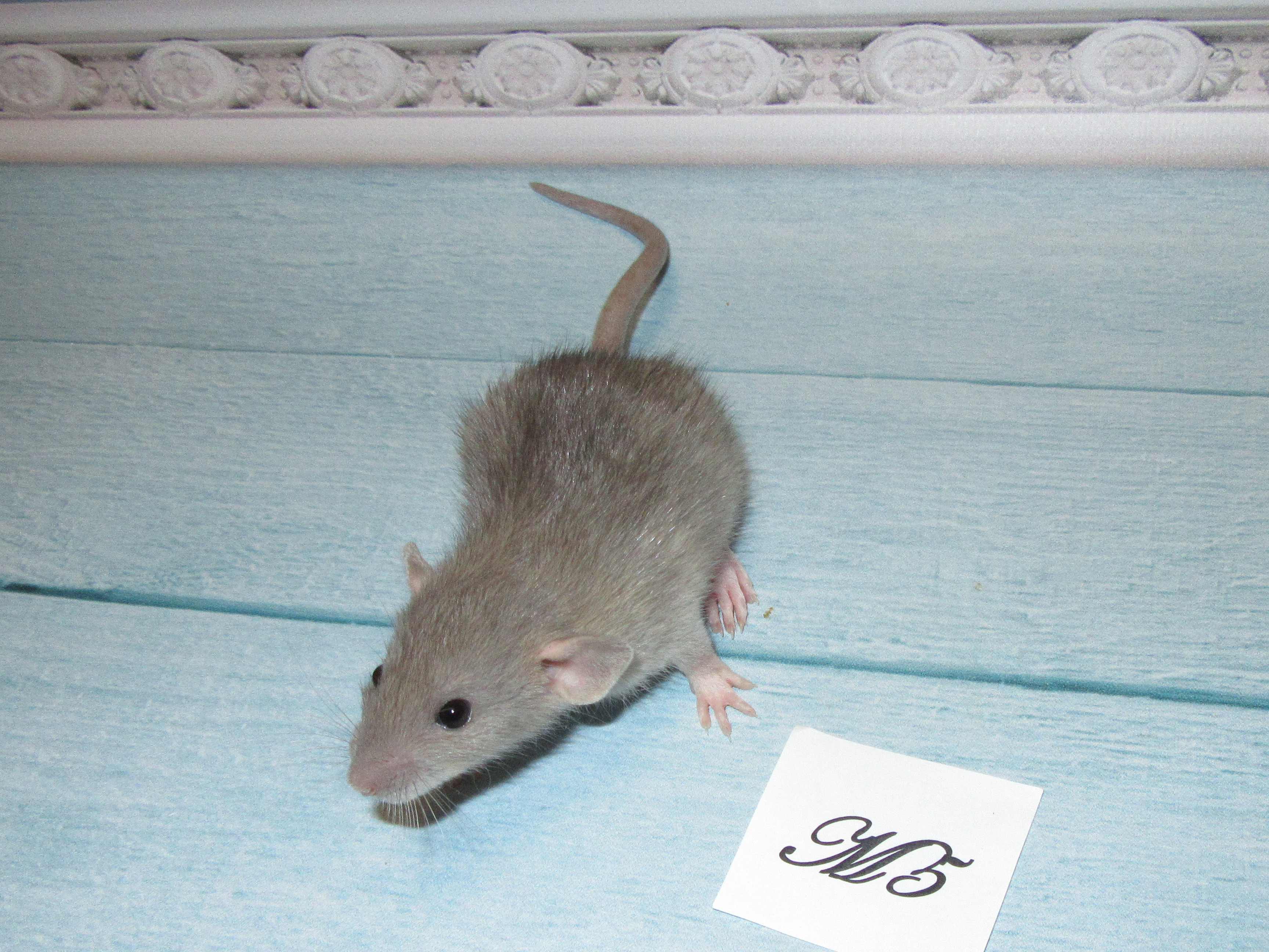 RS N4 M5 24.jpg