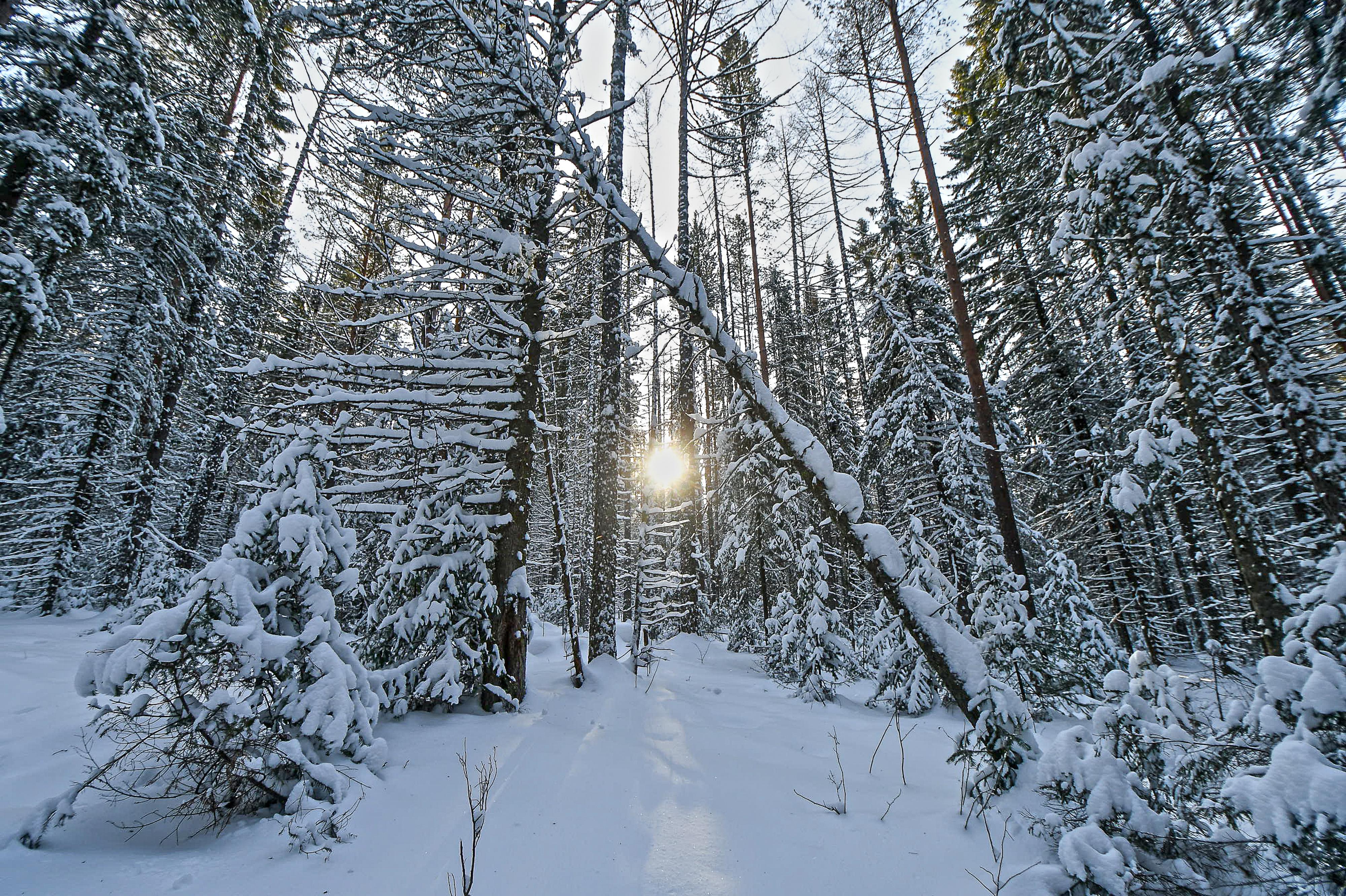 Исчезновение семьи Усольцевых в тайге: криминальные версии и след секты